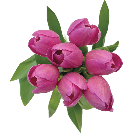 null Tulips, 9-stem 1 ea, $10.00/1ea