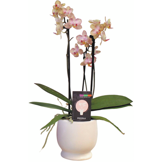 null Orchidée multiflore dans un pot en céramique 1 ea, 20,00 $/1ch